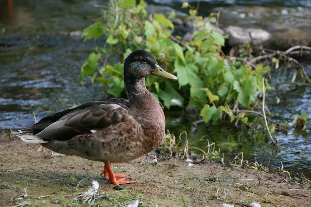 Mallard Duck