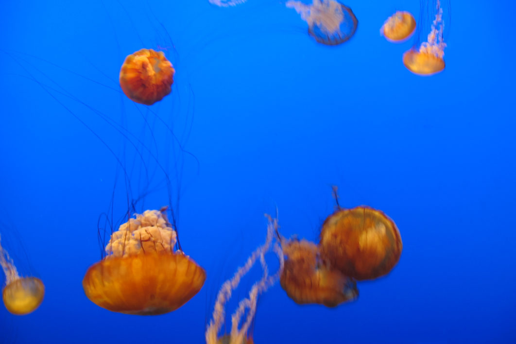 Jellyfish Water Background