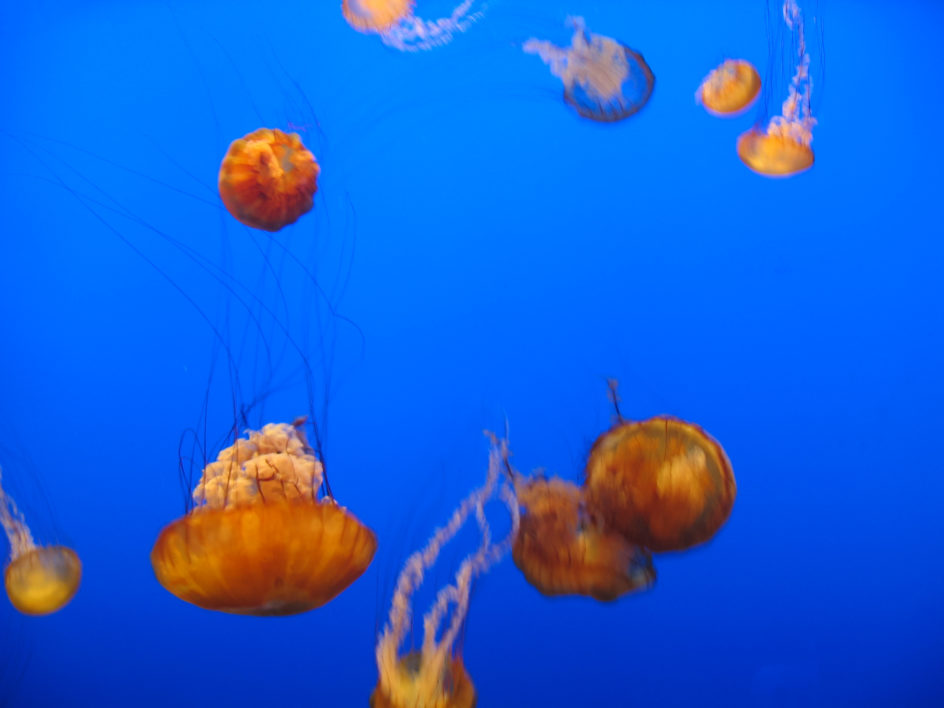 Jellyfish Water Background
