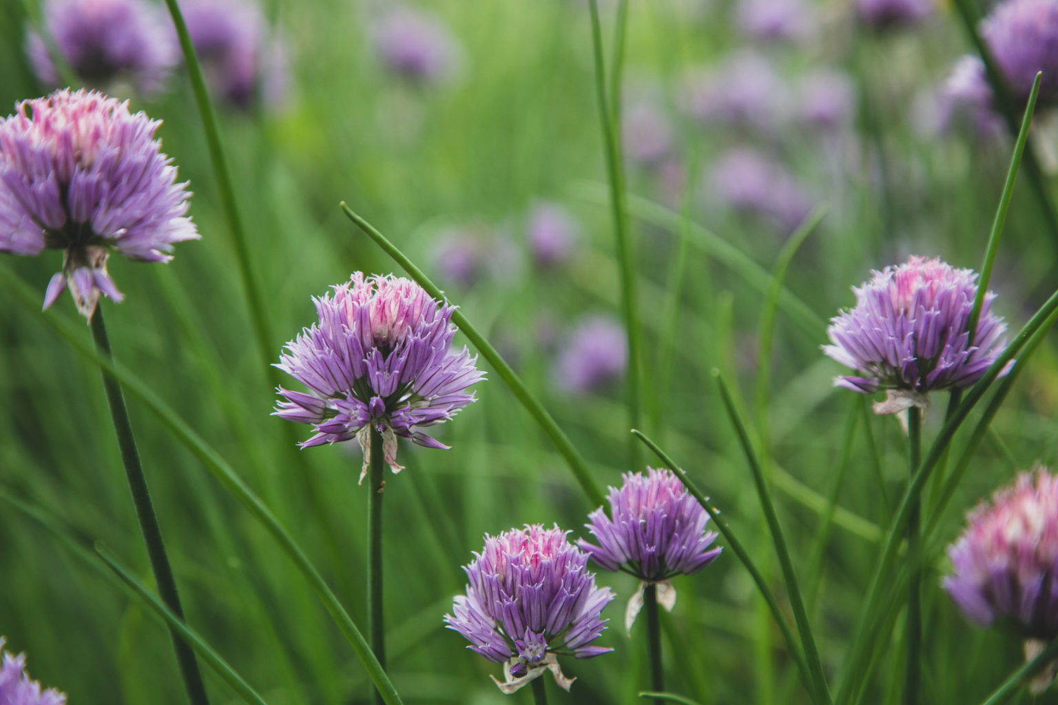 Chives Blossoms Royalty Free Photo