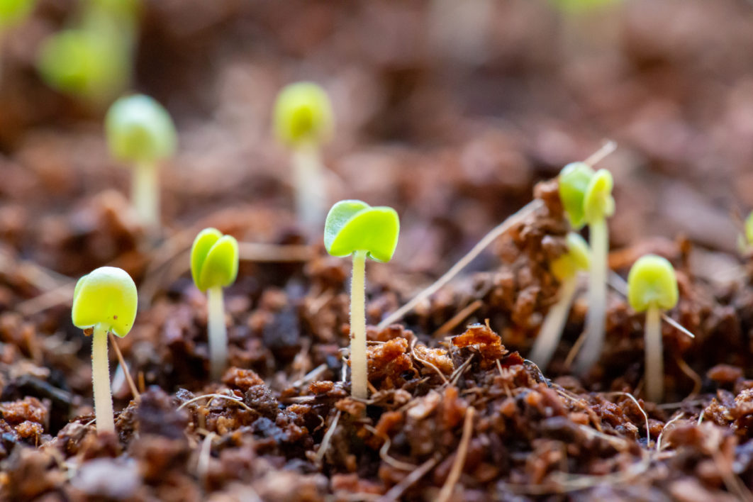 Seedlings Growing