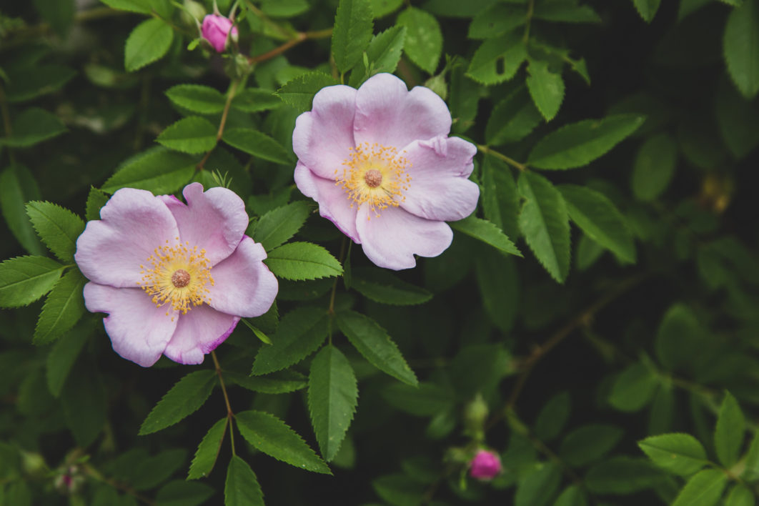 Pink Flowers Close up