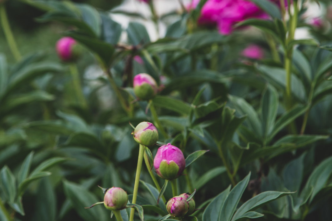 Pink Flowers Garden