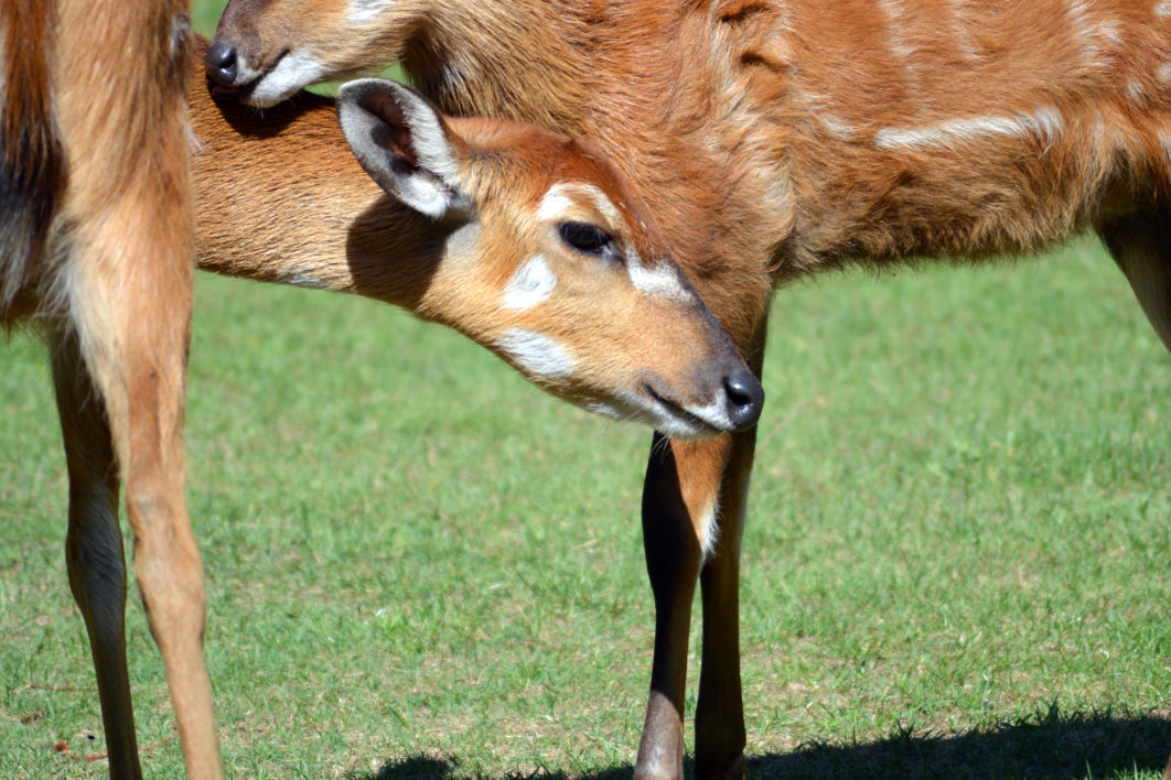 Baby Deer