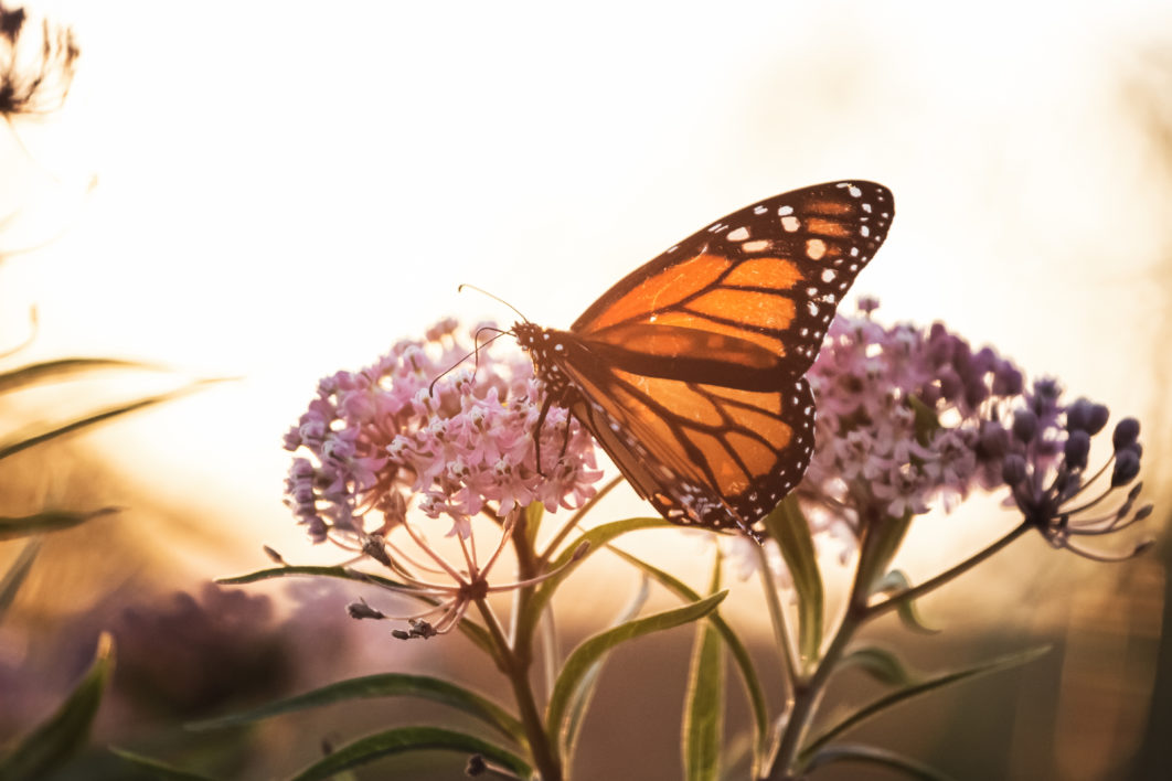 Butterfly Close up