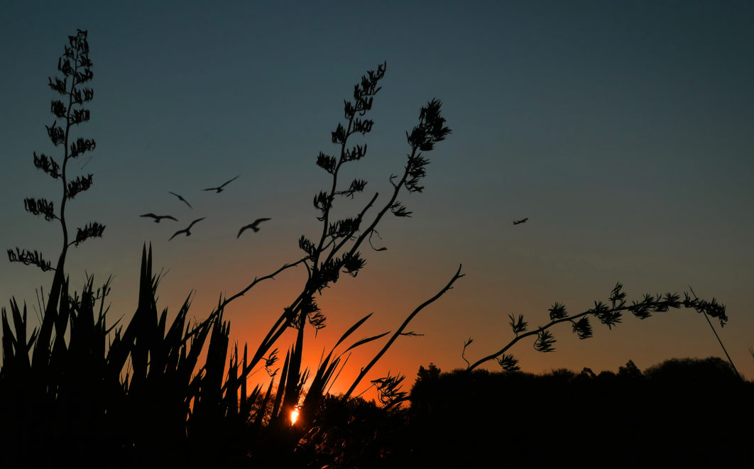 Birds Flying Sunset
