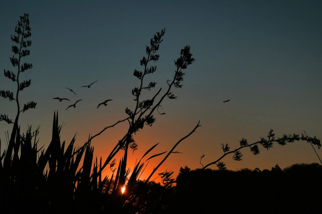 Birds Flying Sunset