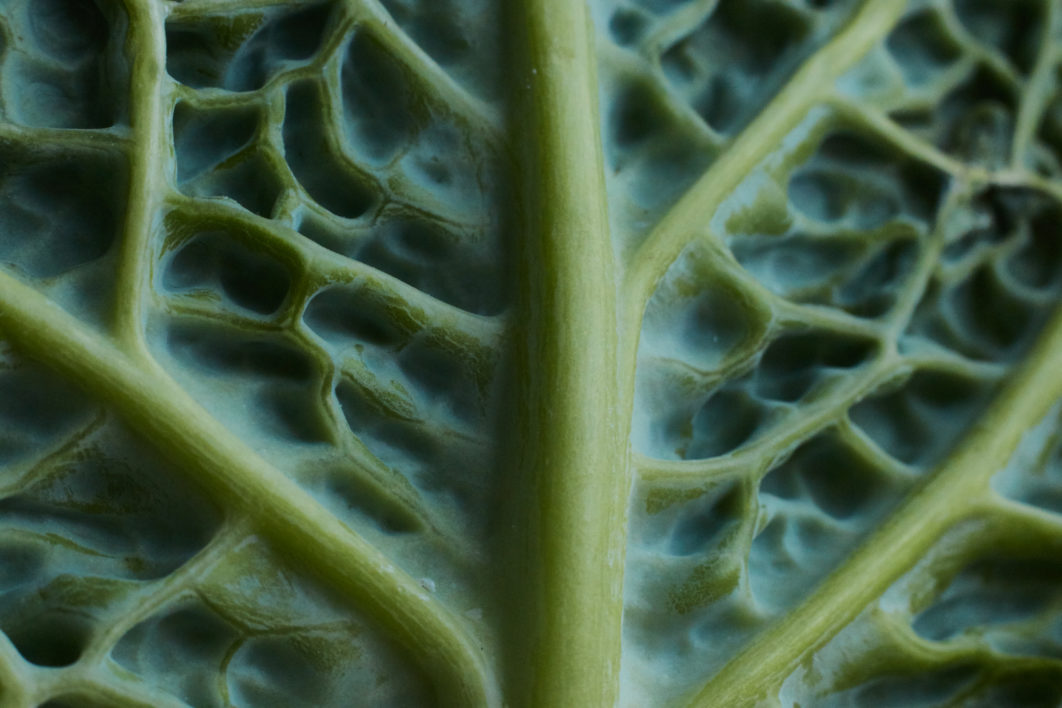 Cabbage Leaf Macro