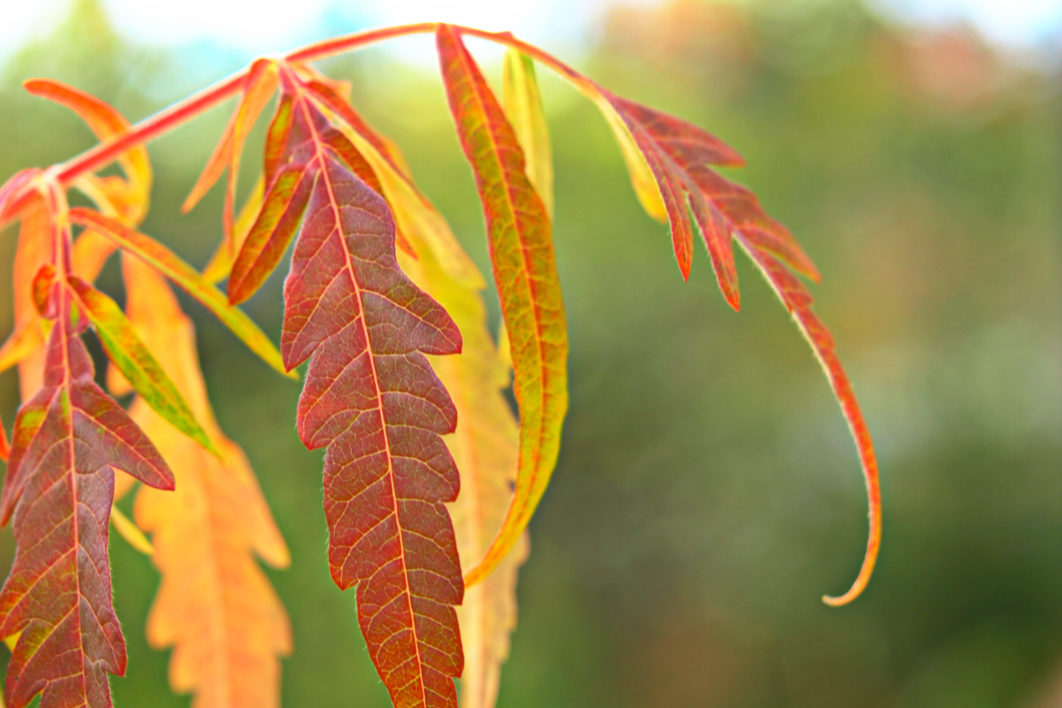 Fall Leaves