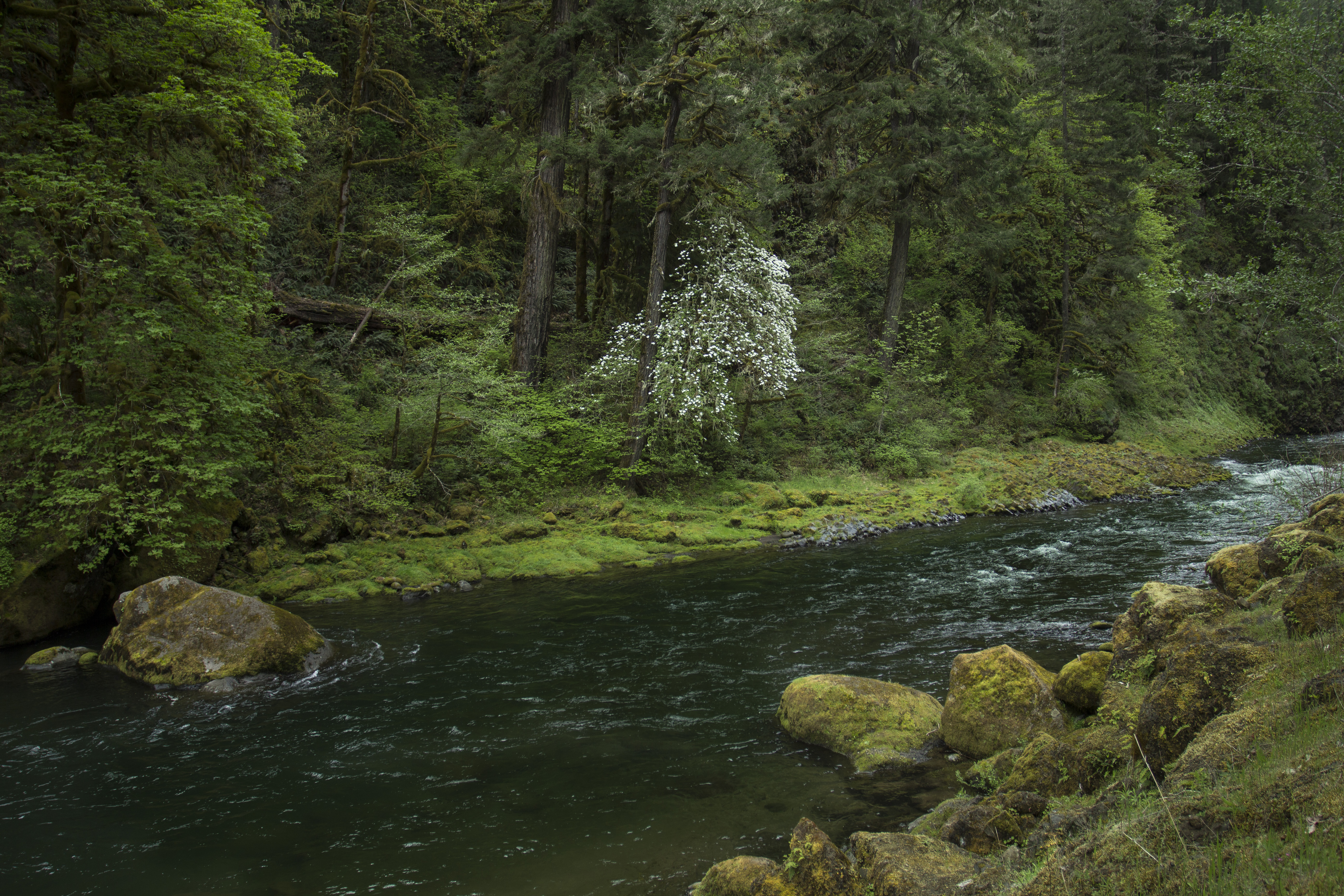 Лесные зоны воды. Свитягинский ручей. Willamette National Forest, Орегон, деревья, камни, река, лес, природа. Река ручей. Ручей в лесу.