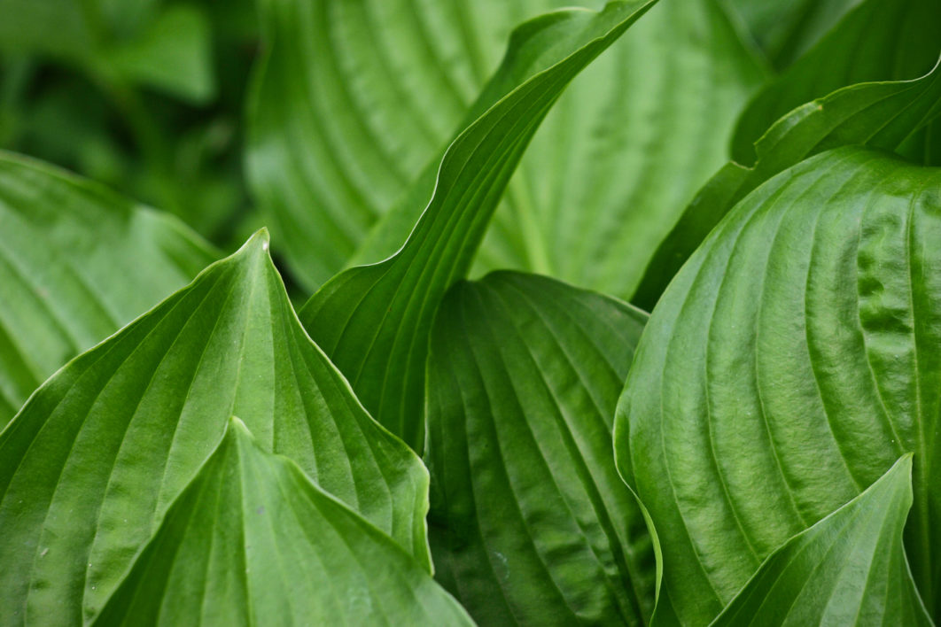 Plant Leaves