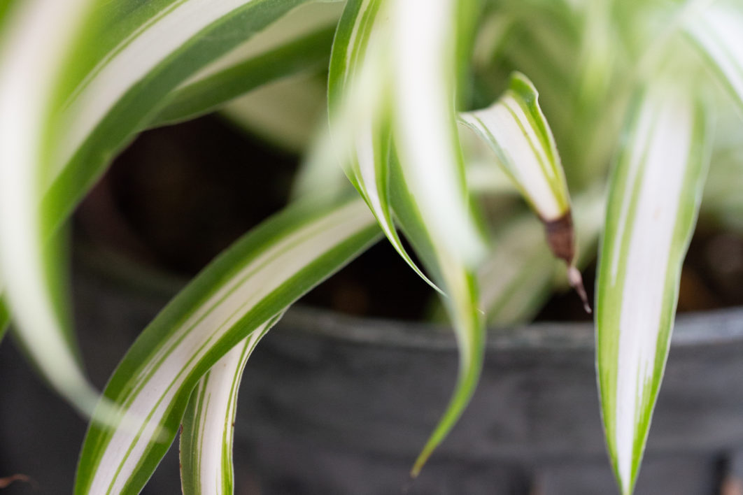 House Plant Macro