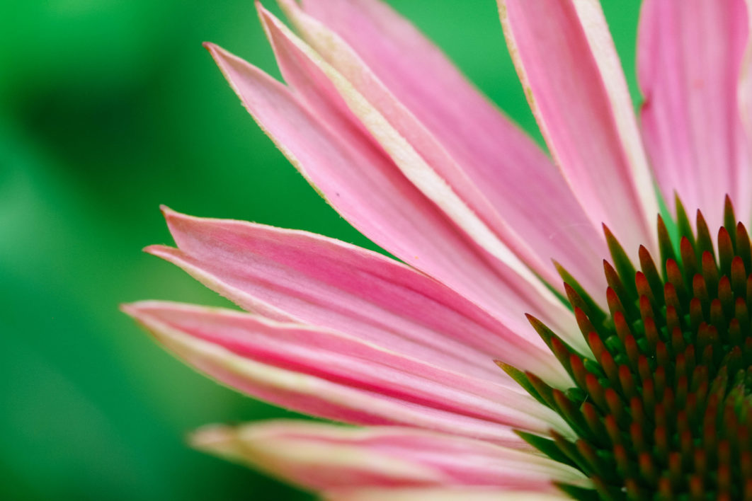 Flower Petals