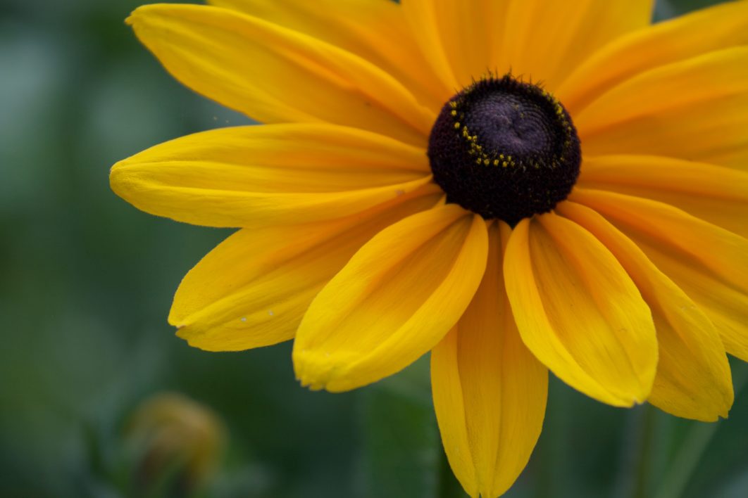 Yellow Flower Close up