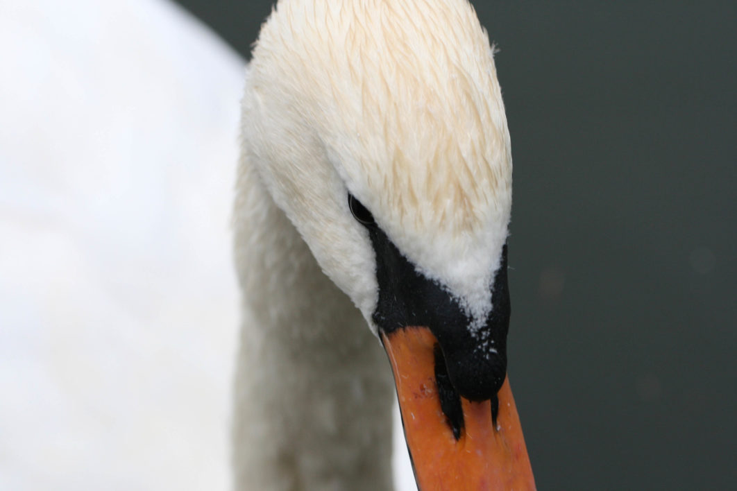 Swan Close up