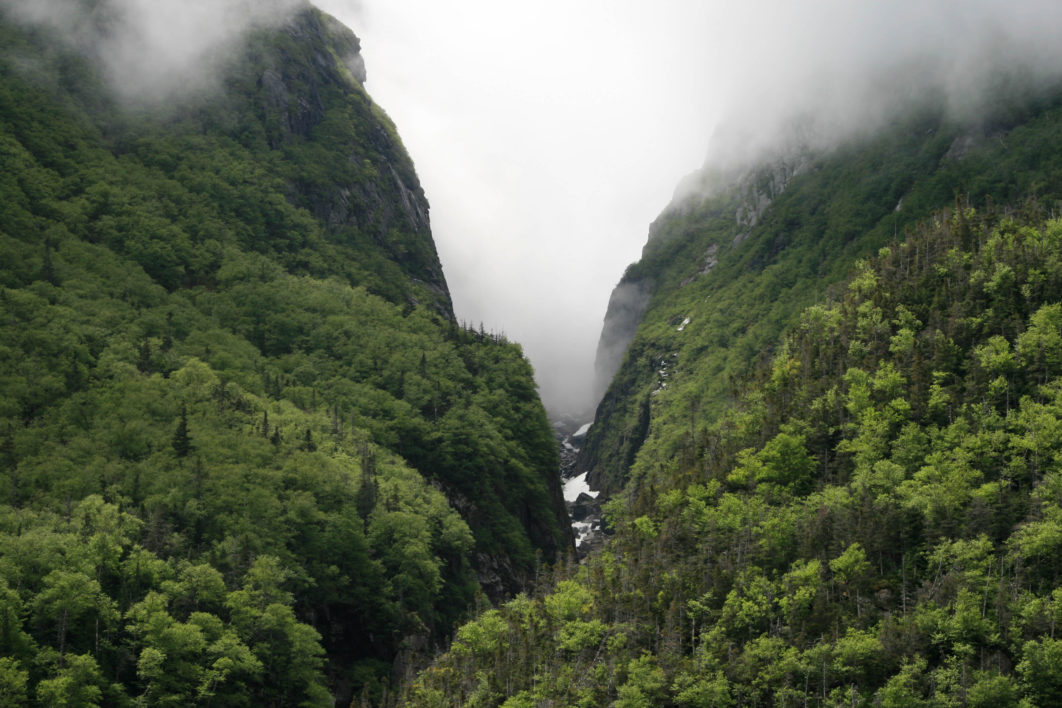 Foggy Forest Valley