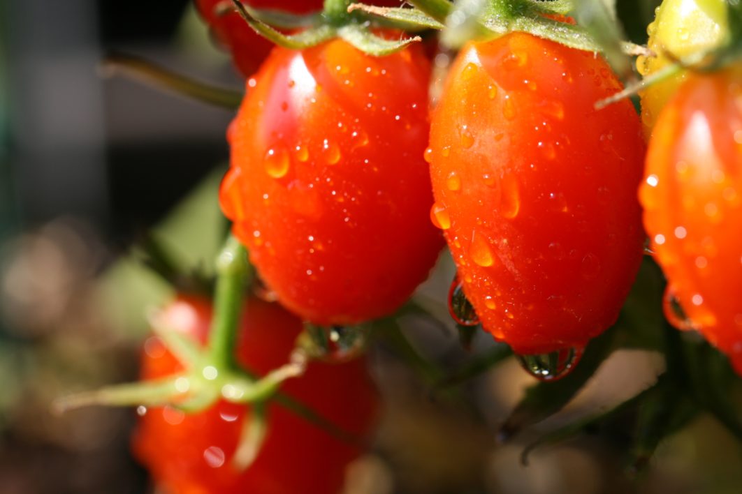 Tomatoes Garden