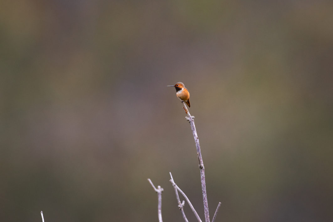 Hummingbird Nature