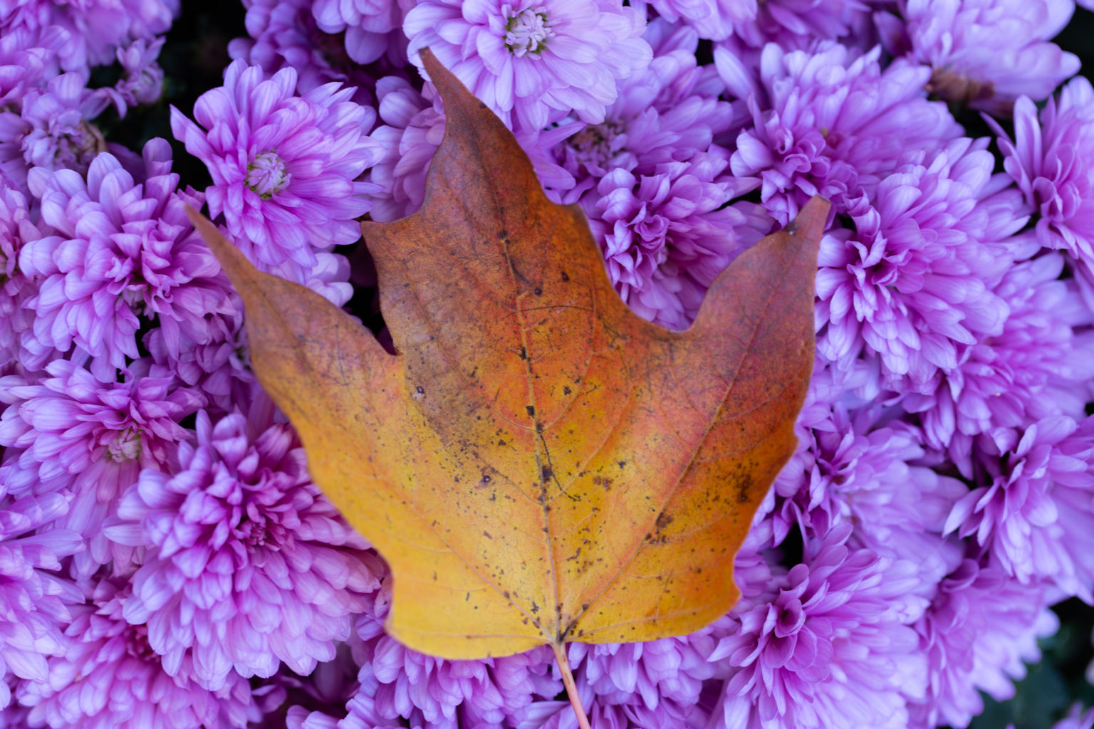 autumn-foliage-leaf-royalty-free-photo