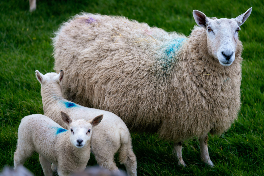 Baby Sheep