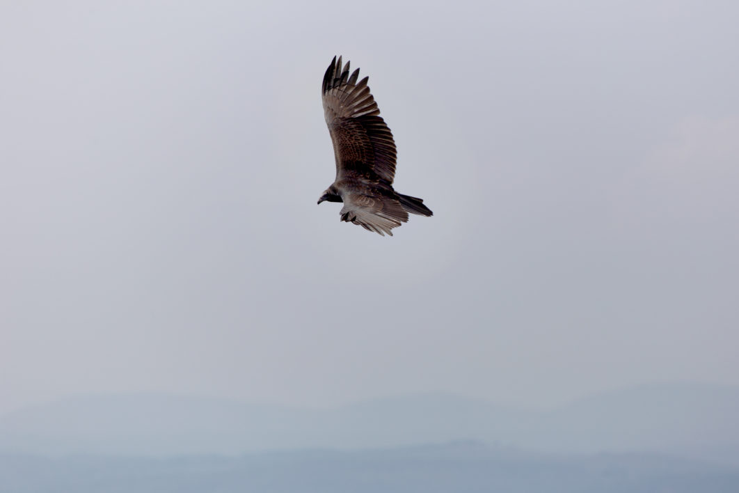 Bird Flying Sky