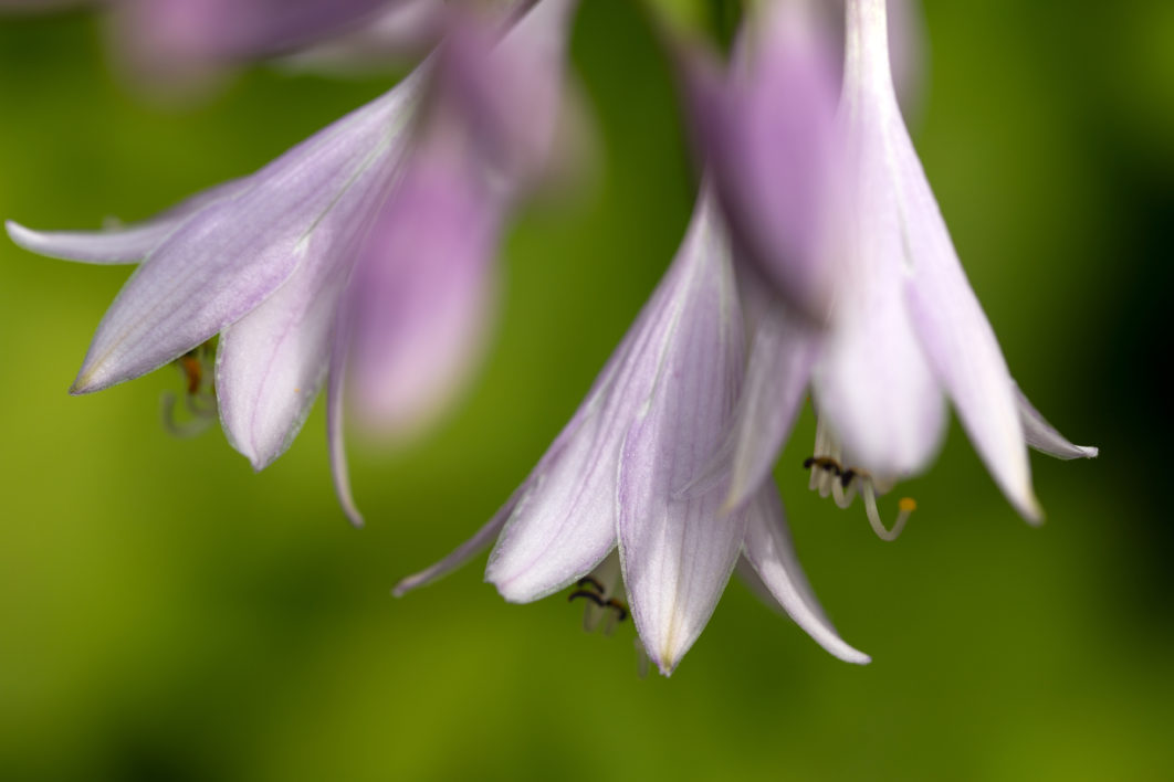 Purple Flowers