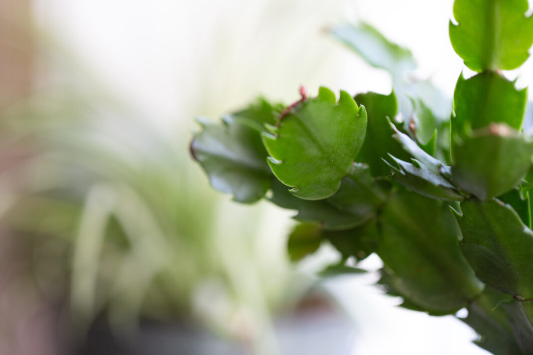 House Plant Close up