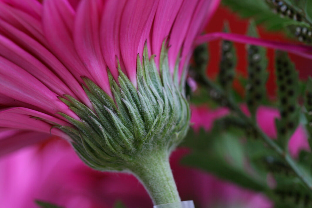 Pink Flower Close