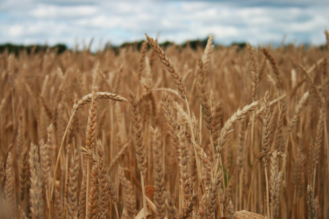 Wheat Field