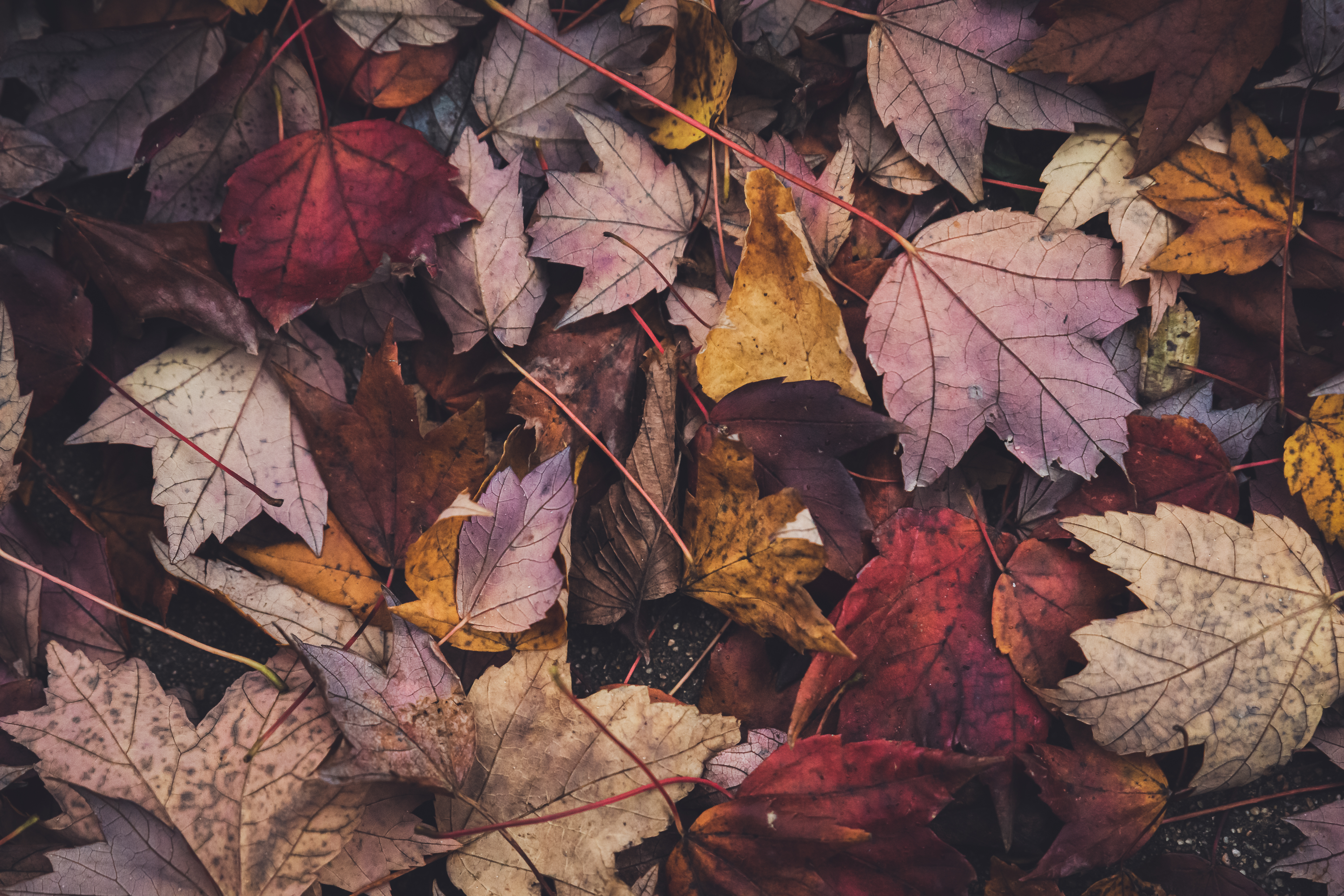 red autumn leaves background