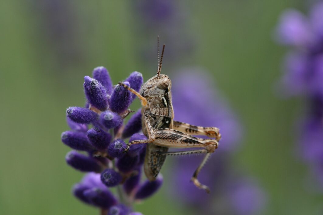 Grasshopper Insect