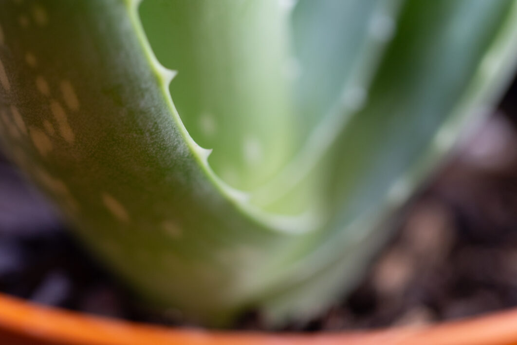 Green Plant Macro