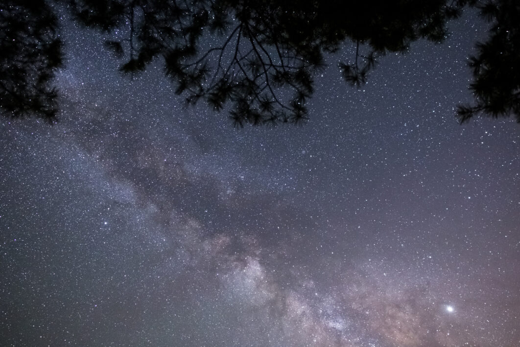 Trees Night Sky