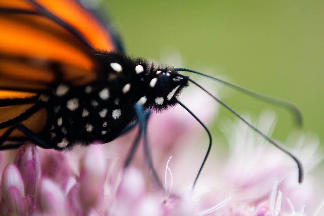 Butterfly Close up