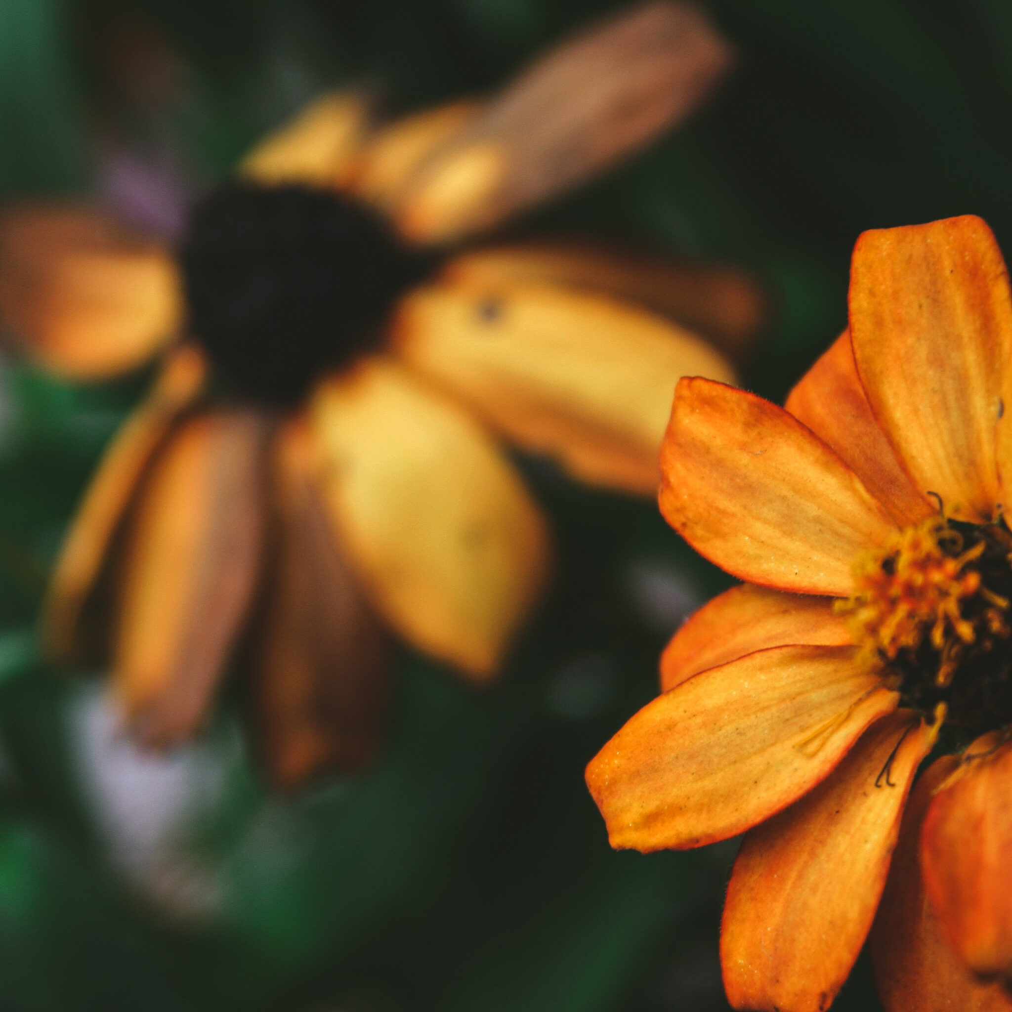 Nature Flowers Close up Royalty Free Photo