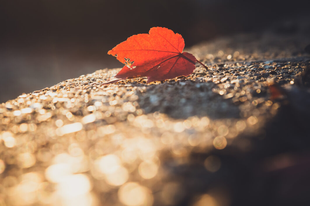 Red Leaf