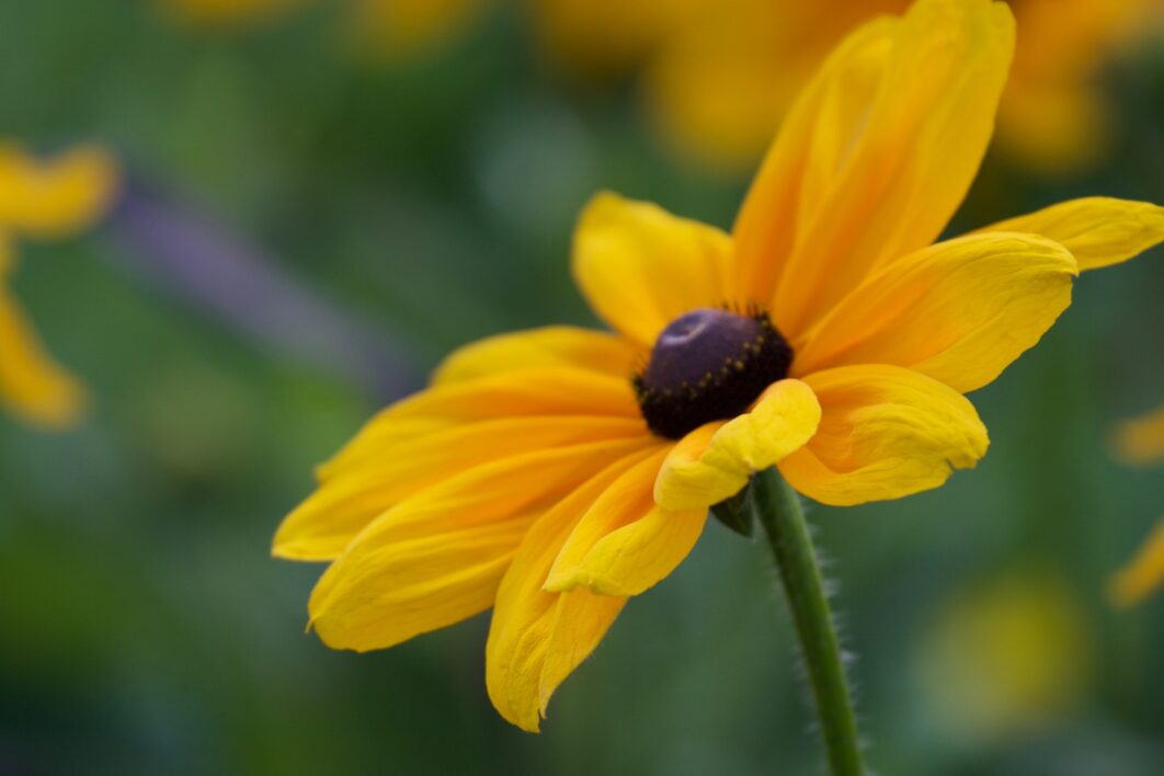 Yellow Flower Nature