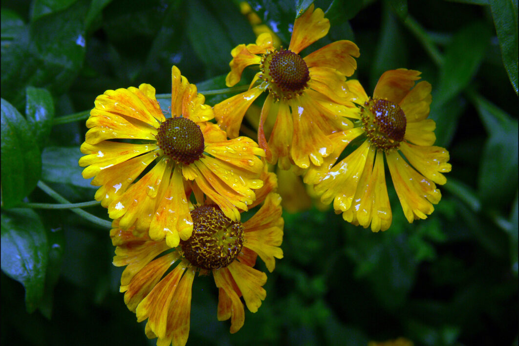 Yellow Flowers Rain