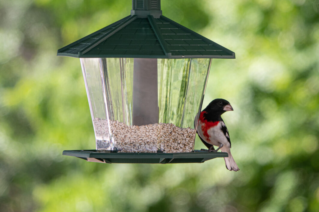 Bird Feeder