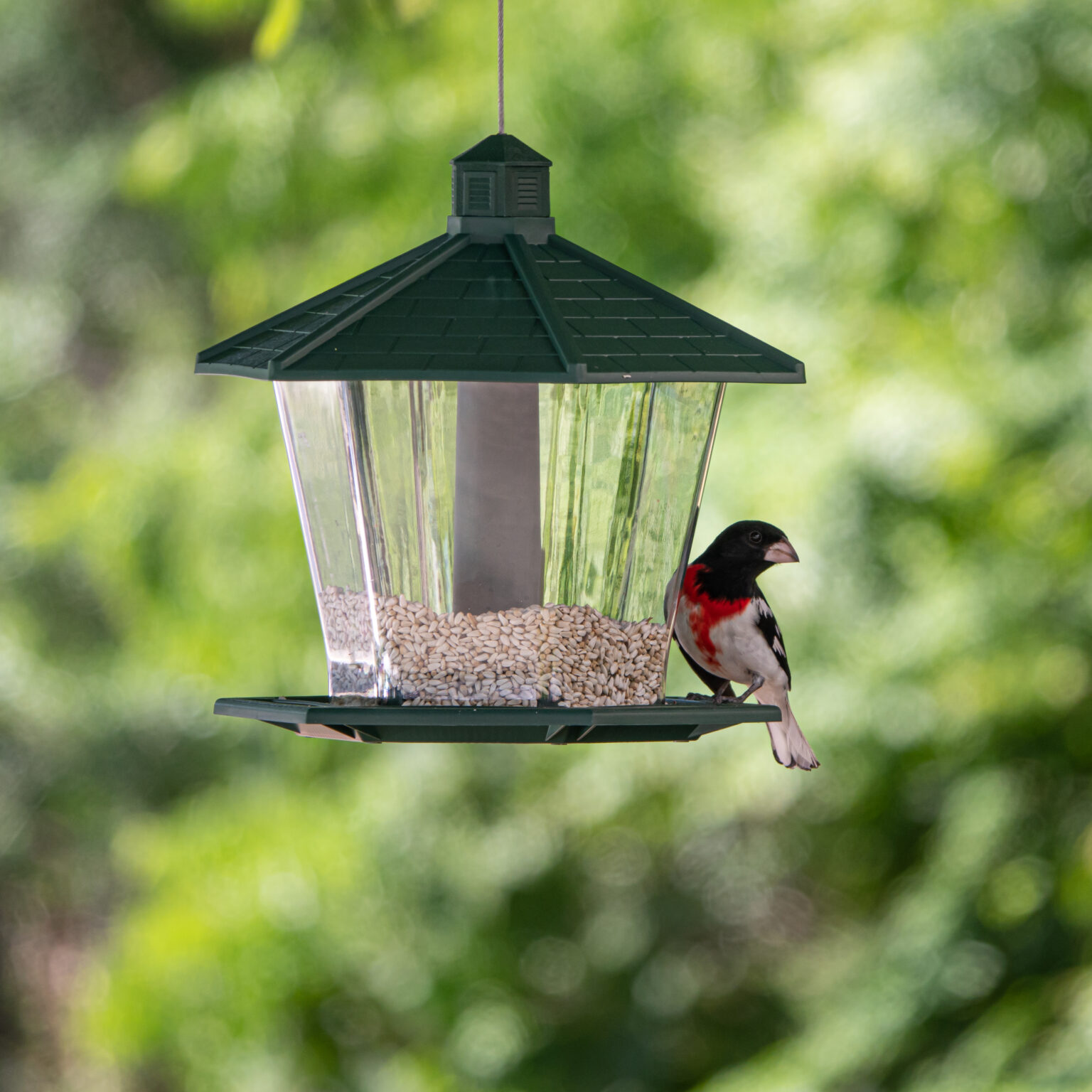 Bird Feeder Royalty Free Photo