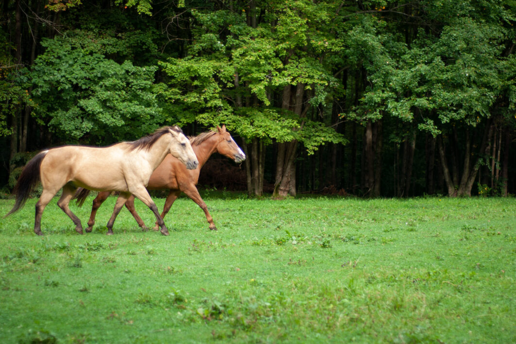 Horses Pasture