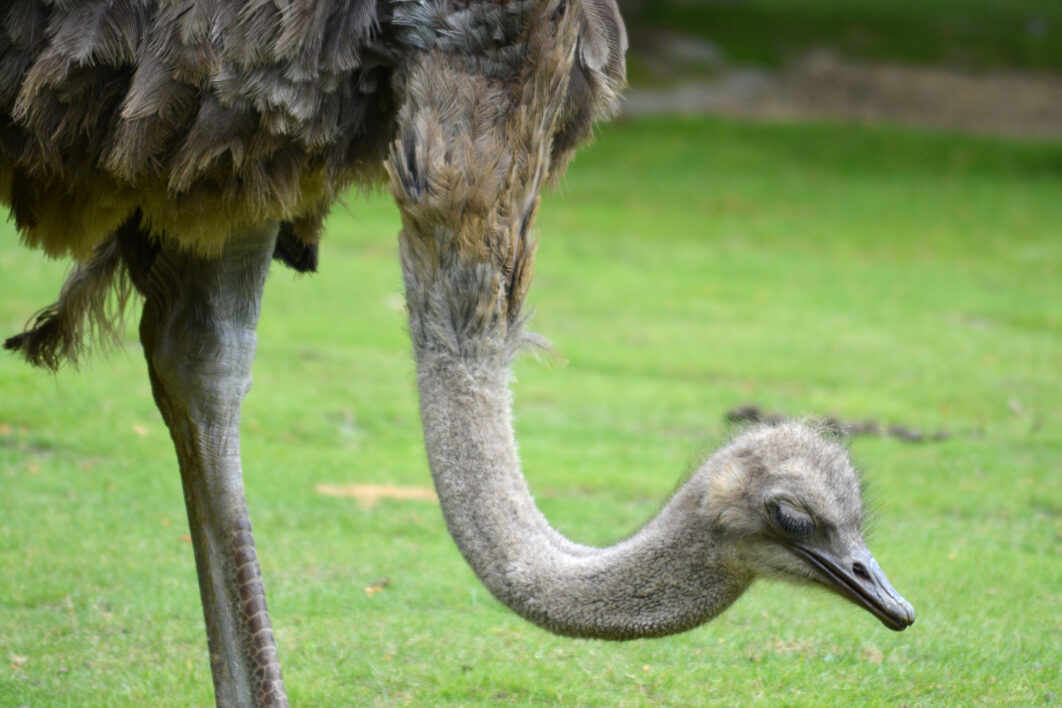 Ostrich Bird