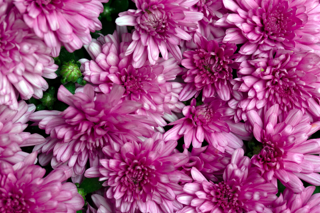 Flowers Background Pink