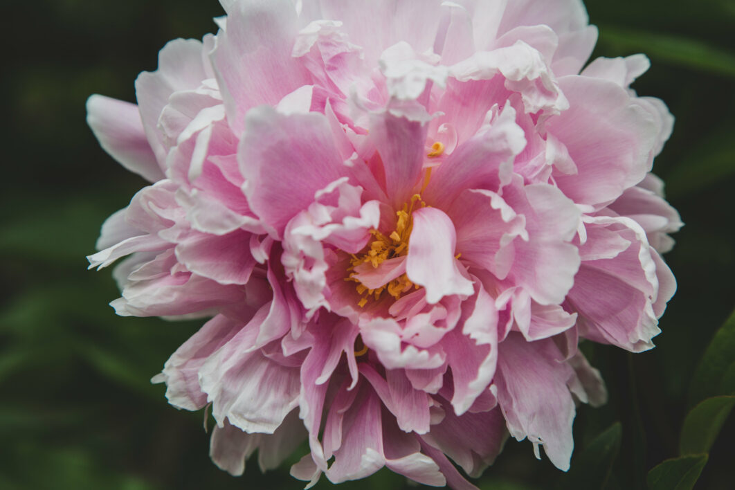 Pink Flower