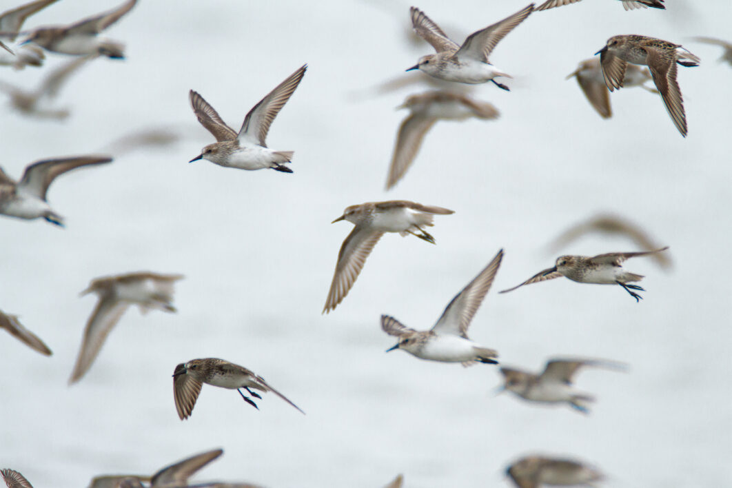 negative-space-shorebirds-in-flight-1062x708.jpg