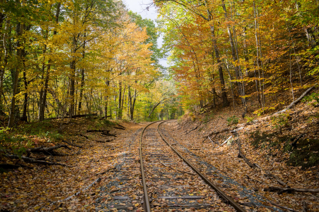 Autumn Forest