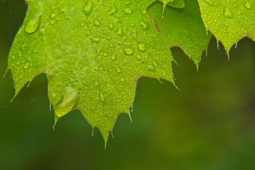 Leaf Dew Rain