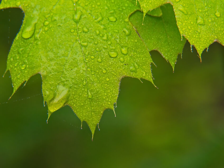 Leaf Dew Rain