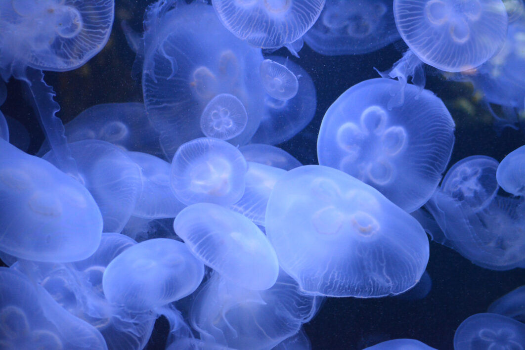 Jellyfish Blue Background