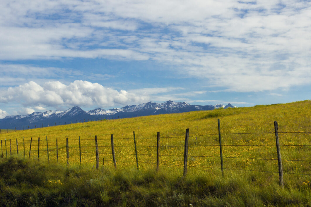 Meadow Landscape